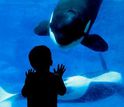 child looking at a killer whale